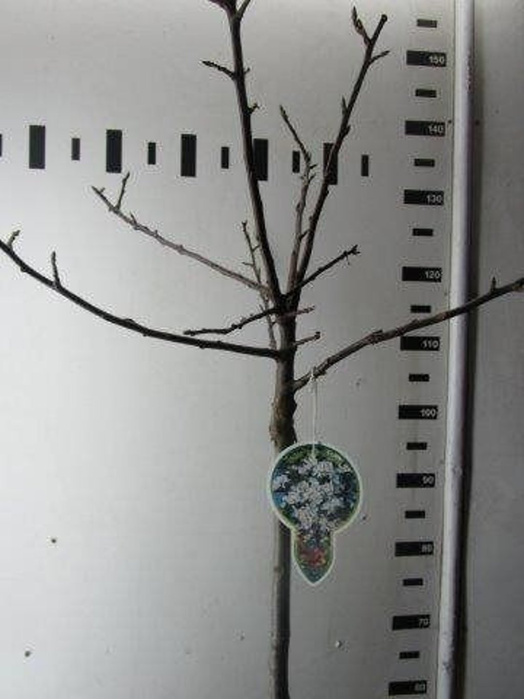 Malus 'Red Sentinel' - 80 CM Stem C5